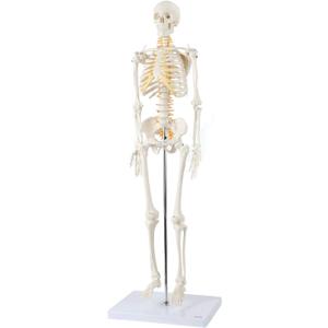 Axis Scientific Mini Human Skeleton Model with Metal Stand, 31" Tall with Removable Arms and Legs, Easy to Assemble, Includes Detailed Product Manual for Study Axis Scientific Mini Human Skeleton Model with Metal Stand, 31" Tall with Removable Arms and Legs, Easy to Assemble, Includes Detailed Product Manual for Study