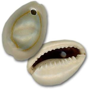 Ringtop Cowrie Shells - Drilled- 100 Count