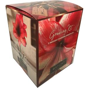 Amaryllis Charisma Holiday Gift Growing Kit. Includes: Big Charisma Bulb, Plastic Pot and Saucer, and Professional Growing Medium