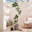 6 FT Artificial Plants Rubber Tree, Tall Fake Plant Indoor with Black Pot Large Faux Standing Fiddle Leaf Fig Floor Tree for Home Office Living Room Floor Patio Housewarming Decor