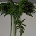 18IN Real Touch Norfolk Pine Branch 10 PCS Artificial Christmas Green Plants Branches Faux Greenery Stem Fake Pine Picks for Vase DIY Crafts Arrangement Garland Wreath Xmas Indoor Outdoor Home Decor