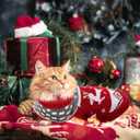 Dog Christmas Sweaters Christmas Sweater Cat Pet Xmas Clothes Cat Outfit Holiday Classic Winter Knitwear Warm Reindeer Snowflake Sweater for Kitty Puppy Dogs Cat (red)