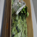 4Ft&5Ft Artificial Ficus Trees with Silk Leaves Fake Moss and Sturdy Nursery Pot, Fake Plants for Office Home Decor (4Ft&5Ft - 2Packs) (Green)