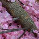 7.9ft Tall Big Cherry Blossom Tree, Handmade Japanese Pink Artificial Cherry Blossom Trees with Led Light for Indoor Outdoors Home Living Room, Wedding Decor