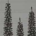 Set of 3 Pre-Lit Snow Flocked Artificial Christmas Trees Indoor Holiday Decoration