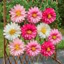 Pink Paper Flowers 6 Pcs, 10 Pcs 20 Inch Large Paper Flowers for Pink Party Decorations, Girl Women Birthday Decorations, Tissue Paper Flower Decoration for Backdrop, Classroom and Wall Decor