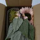 Large Silk Pink Sunflowers Artificial Flowers 26" Long Stem Artificial Sunflower 6 Pcs Tall Fake Sun Flowers Vintage Faux Sunflowers Bulk with Stem for Home Wedding Birthday Party Decor