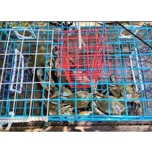 Florida Medium Blue Crab Trap – 24 x 14 x 11 Crab Pot for Recreational Crabbing – Two-Throat Entry Fishing Trap – PVC Coated Wire Saltwater Crab Trap