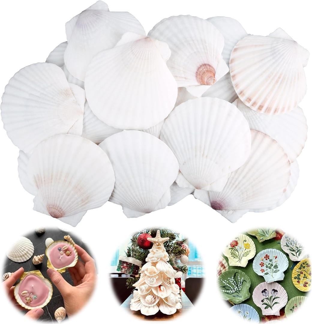 30PCS Scallop Shells for Crafts 2''-3'' Natural White Large Shells Decoration for DIY Craft Painting, Home Decor, Baking and Beach, Wedding Party Decoration