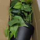 LOYWREE Artificial Scindapsus Aureus Fake Pothos Plants in Black Pots - Realistic Faux Indoor Greenery Potted for Home, Office, Desk, Shelf, Living Room, Bedroom, Balcony, Patio & Garden Decor