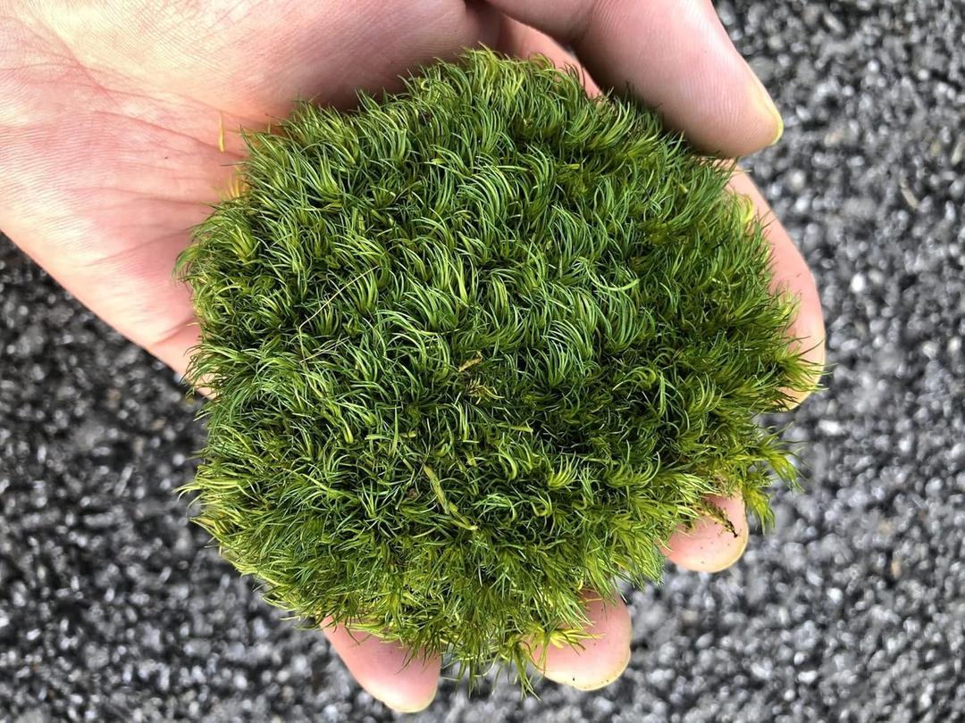 Preserved Pole Moss Pillow Bun Cushion Natural Green Decorative Real Natural Green DIY Kit Gardenning Art Wall Decor Florist Decor Easter Table Decor Wedding