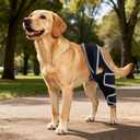 Dog Knee Brace for Torn ACL, CCL Hind/Back Leg Support with Harness & Anti-Slip Straps Adjustable Fit, Soft & Breathable, Post Surgery & Injury Recovery Hand Washable, M