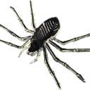 Needzo Halloween Skeleton Spider Decoration, Creepy Haunted House Prop, Party Tabletop Decor, 10 Inches