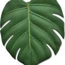 BKKDecor | Leaf Coasters for Drinks | Monstera Coaster Set of 6 | Tropical Leaf Decorations for Home | Gift Ideas Party Table Decor. (Monstera)