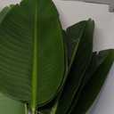 Lifelike Bird of Paradise Artificial Plant,6ft Faux Banana Leaf Tree with 13 Trunks - Perfect Indoor Silk Floor Plant for Home Decor in Living Room, Office, and Bedroom 1Pack