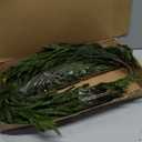 YXZZWL 8 Pcs Christmas Norfolk Pine Branches, 36 Inch Real Touch Artificial Norfolk Pine Branch Faux Cedar Pine Stem Fake Greenery Picks for Vase DIY Garland Wreath Home Garden Decoration