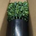 Set of 2 Artificial Boxwood Topiary Trees for Front Door - Faux Realistic Greenery Potted Plants, Fake Outdoor UV-Resistant Bushes with Pots for Porch,Farmhouse,Home,Garden Decor