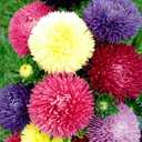 Seeds Aster Pompon Mix / Annual Flowers