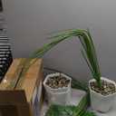 SAJANDAS Set of 2 Artificial Areca Palm Plants in Pots, 51 Inch Fake Tropical Palm Trees with Greenery Leaves and Stems, Faux Dypsis Lutescens Floor Plants for Office, Store, Garden, Home Decoration