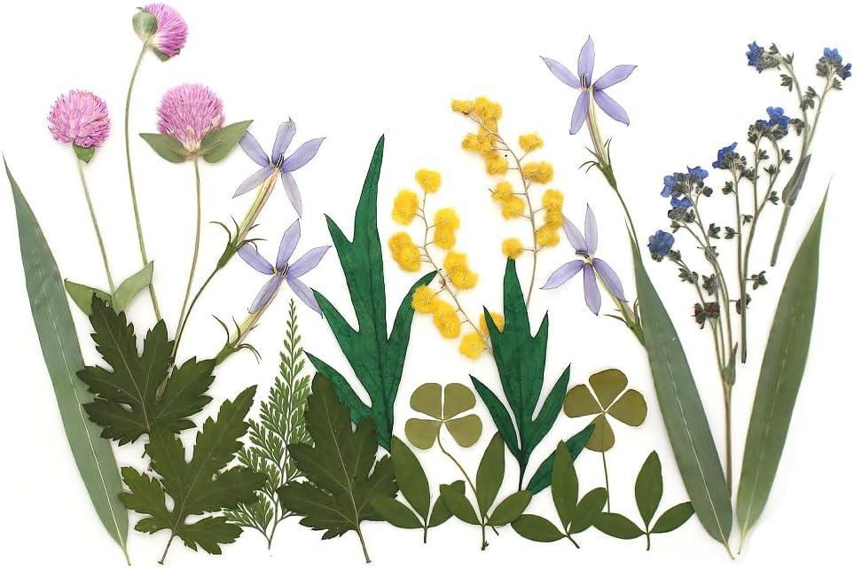 2 x Real Pressed Flowers, Natural Dried Pressed Flowers for Resin Mold, Paper Making, Art Frame Making, Soap, Candle, DIY Craft Supplies Beginner Kits (Fq-cp05)