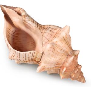 Giant Natural Conch Shell, Striped Fox Conch Seashell 6-7 inches, Large Sea Shell for Vase Filler