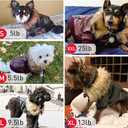 LESYPET Dog Leather Jacket for Small Dogs, Waterproof Dog Winter Jacket Puppy Coat with Fleece Lined, Ultra Warm Fur Collar Doggie Coat, Black XX-Large