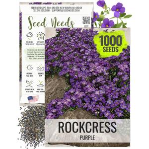 Seed Needs Purple Rockcress Seeds for Planting - Heirloom & Open Pollinated Perennial Flower Great for Rock Gardens, Groundcover, Attracts Pollinators ( Pack)