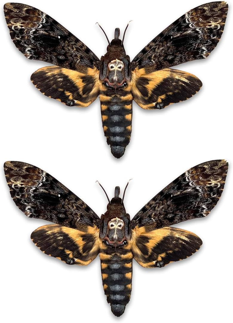 Lot of 2 Real Death Head Moth Acherontia Hawkmoth Mounted Skull Moth Entomology Dried Insect Butterfly Taxidermy Oddity Artwork 2MCU