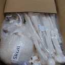 Houseables Disarticulated Human Skeleton, Human Skeleton Model for Anatomy, Anatomy Model, Anatomically Correct, Physiology Bones, Skeletal System, Full Life Size, Anatomical, Study, Class, 62 Height