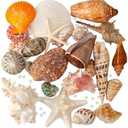 JSPYFITS Sea Shells Mixed Beach Seashells 24 Kinds, 1.5"5.5" Various Sizes Large Ocean Shells Whit 100pcs Pearls 2 Kinds Natural Starfish for Beach Theme Party Tank Filling Home Decor Wedding