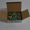 Der Rose Set of 6 Succulents Plants Artificial in Pots Small Fake Plants for Bedroom Aesthetic Living Room Office Shelf Bathroom Decor (Green)