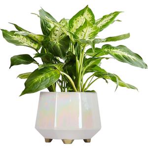 8 Inch Ceramic Planter for Indoor Plants - Plant Pots with Drainage Holes - Modern Minimalist Flower Pot for Succulents and Herbs (White)