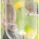 Lixit Chew Proof Flat Sided Water Bottles for Rabbits, Ferrets, Rats, Birds, Hamsters, Guinea Pigs, Chinchillas Gerbils and Other Small Animals - Made in USA (Clear, 6 Ounce)