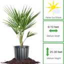 Windmill Palm in 3 Gal. Grower's Pot | Cold Hardy Tropical Tree | Low Maintenance | Drought Tolerant