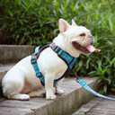 PoyPet No Pull Dog Harness, Reflective Adjustable No Choke Pet Vest with Front & Back 2 Leash Attachments, Soft Control Training Handle for Small Medium Large Dogs(Checkered Blue & Green,XL)