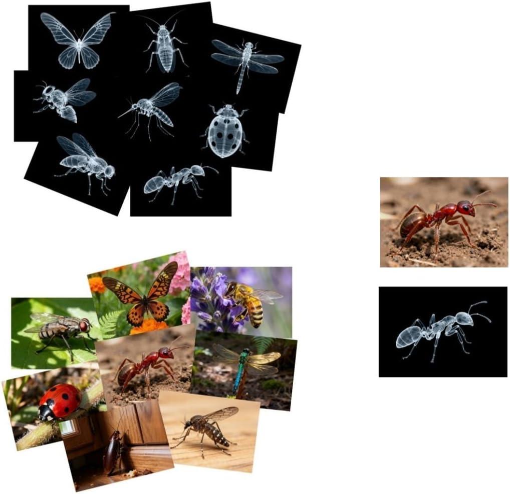 16 Animal X-Ray Set, Educational Science Kit for Kids to Explore Bone Structures for Lightstand Accessories, Light and Shadow Areas (Insect Series)