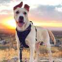 rabbitgoo Dog Harness No Pull with 2 Leash Clips, Adjustable Soft Padded, Reflective Oxford No Choke Pet Vest with Easy Control Handle for Large Dogs, Black, L
