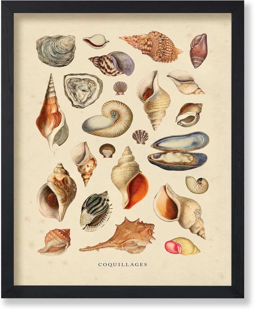 Poster Master Vintage Sea Shells Print - Aquatic Poster - Marine Life Art - Housewarming Gift for Men & Women - Minimal Decor for Office, Living Room or Bedroom - 8x10 UNFRAMED Wall Art (8L" x 10W", Style-19)