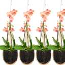 Yookeer Orchid Hanging Basket Thai Bamboo Woven 4 Inch Orchid Hanging Planter Pot with Metal Hook Bird Nest Style Plant Hangers for Trellis or Gazebo Indoor Outdoor Patio Garden Decoration