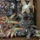 Shop Succulents Assorted Succulent Plant Pack Collection - Live Mini Succulent Plants, Low Maintenance, Mixture of Colors & Textures - Wedding and Party Favors, Gift & Garden, Pack of 20