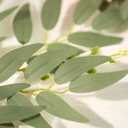 12pcs Artificial Italian Ruscus Greenery Stems 21" Faux Greenery Picks Silk Willow Leaves Stems Hanging Spray for Wedding Arch Bridal Bouquet Table Centerpieces Crafts Vase Filler Home Decor