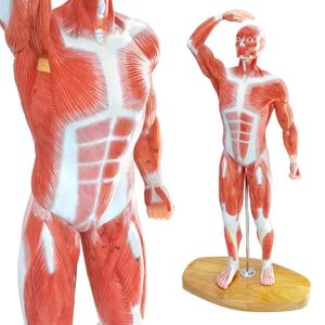 Miniature Human Muscle Anatomical Model - 1/3 Life-Size with Numbered Labels & Premium Wooden Base for Medical Science Education Study or Teaching