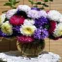 Seeds Aster Pompon Mix / Annual Flowers