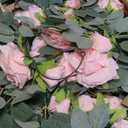 TELDRASSIL 4Pcs(26 FT) Artificial Rose Vine Fake Flower Garland Fake Silk Rose Hanging Vine for Wedding Party Background Arch Garden Background Decoration (Pink)