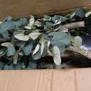 2Pcs 6FT Artificial Dracaena Tree, Tall Artificial Plants Indoor
