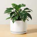 LE TAUCI Ceramic Pots for Plants, 6.8 Inch Plant Pots with Drainage Hole & Saucer, Modern Planter for Indoor Plants, Stable & Durable, Perfect for Living Room or Office Decor, White