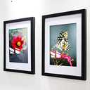 16x16 Frame Black With Mat 12x12 Solid Wood Picture Frames Wall Mounting (3 pack, 16x16 Inch)