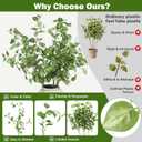 Giegxin 6 Pcs 31.5 Inch Artificial Eucalyptus Greenery Stems Faux Leaves Branches Fake Plants Spray for Wedding Centerpieces Vase Filler Home Kitchen Farmhouse Spring Decor Office Party Decoration