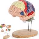 BEAMNOVA Human Brain Model, 2 Times Life Size, for Neuroscience Teaching, with Labels, Anatomy Model for Learning Science Classroom Study, Display Medical Model