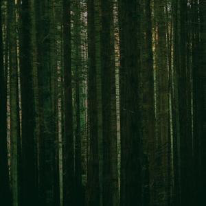 Evergreen (Rsd) [Record Store Day] Vinyl